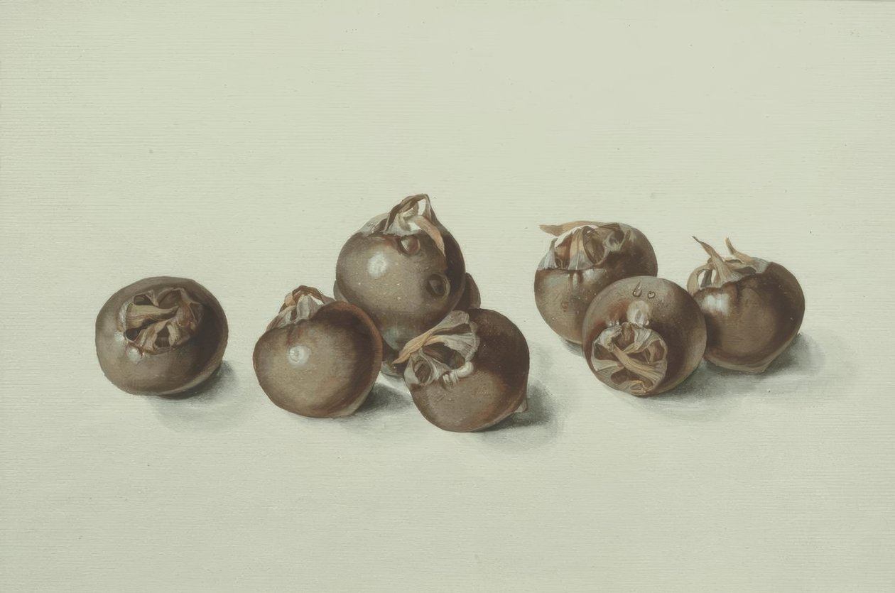 fruta Medlar de Franz Horny