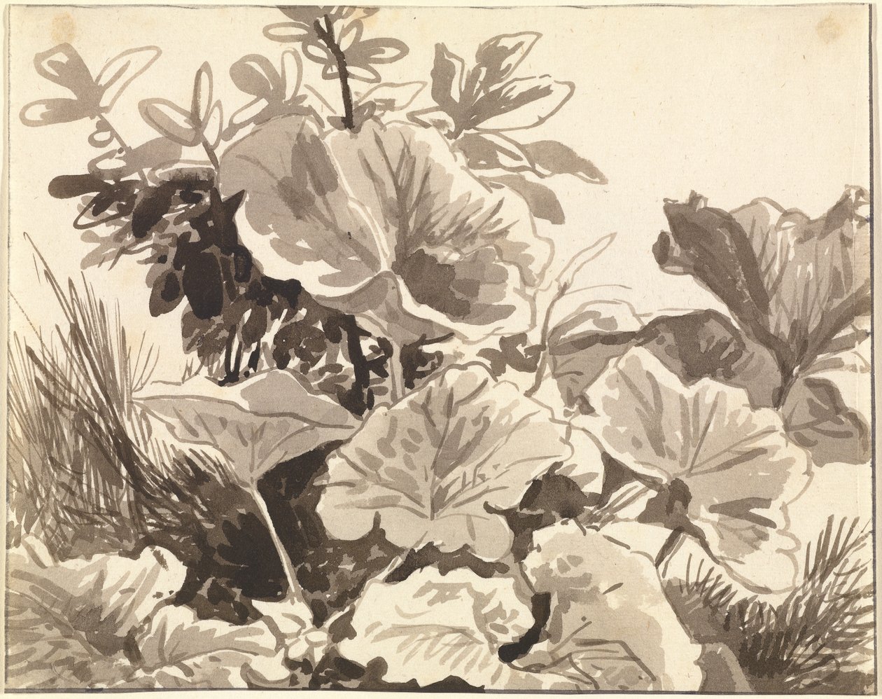 Estudo das folhas de Coltsfoot de Franz Innocenz Kobell