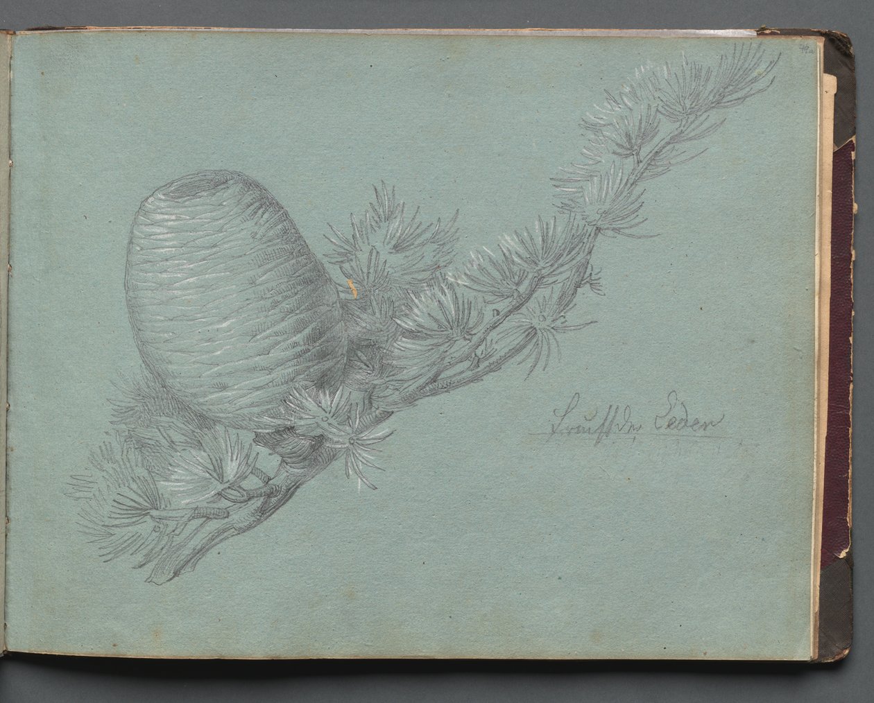 Álbum com vistas de Roma e arredores, Estudos de paisagem, página 49a: Estudo de um Evergreen.... de Franz Johann Heinrich Nadorp