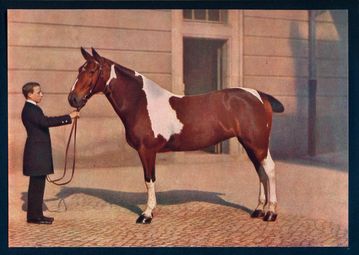 Uma fotografia de um cavalo tirada com uma lente Zeiss Tessar, c1908 de Franz Kuhn