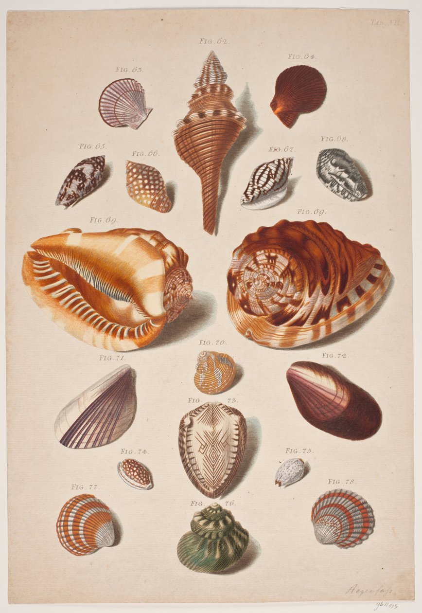 Planche de ilustração com conchas de Franz Michael Regenfus