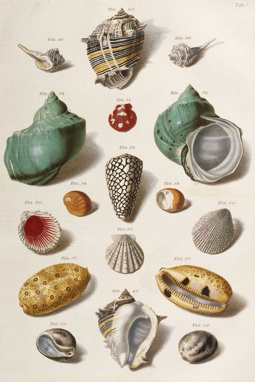 Várias conchas do mar, 1758 de Franz Michael Regenfus