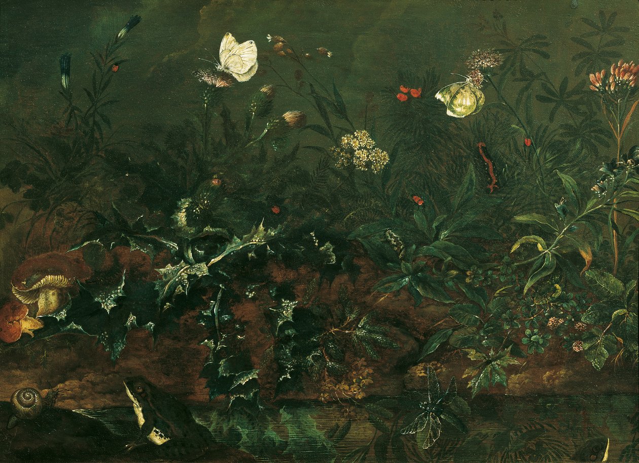Relva com cardo, sapos e libélula de Franz Michael Siegmund von Purgau d. Ä.