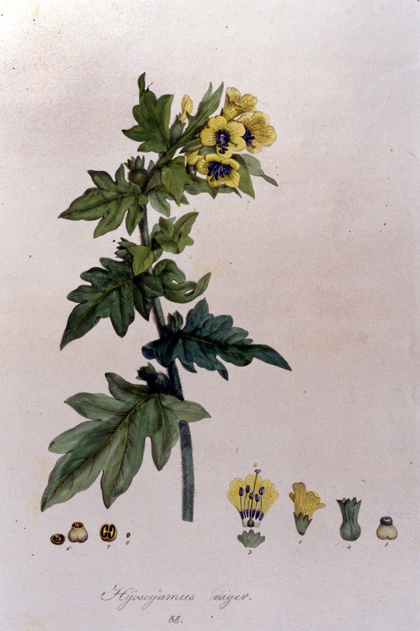 De "Flora Monacensis", de F. De Paola De Schrank. Munique 1816. de Franz Schrank