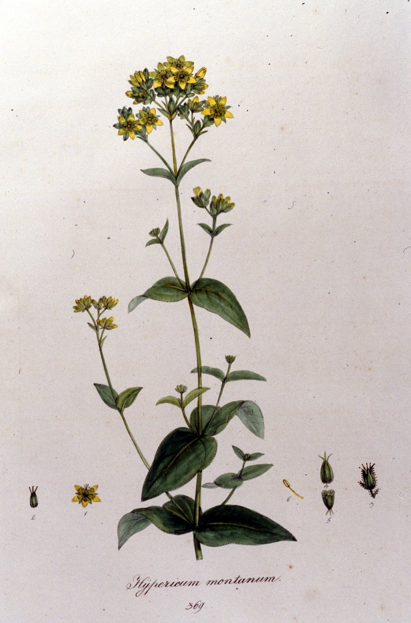 O hipericão da montanha ou mil-mortas (hipericão de São João) da "Flora Monacensis" de F. De Paola De Schrank. Munique 1816 de Franz Schrank