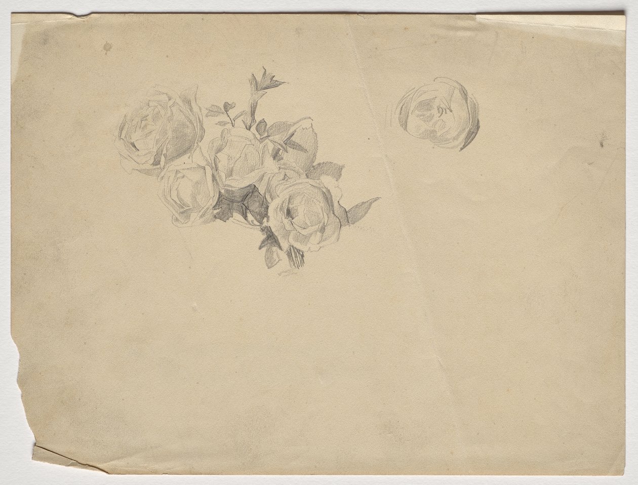 Estudo de Rose de Franz von Matsch