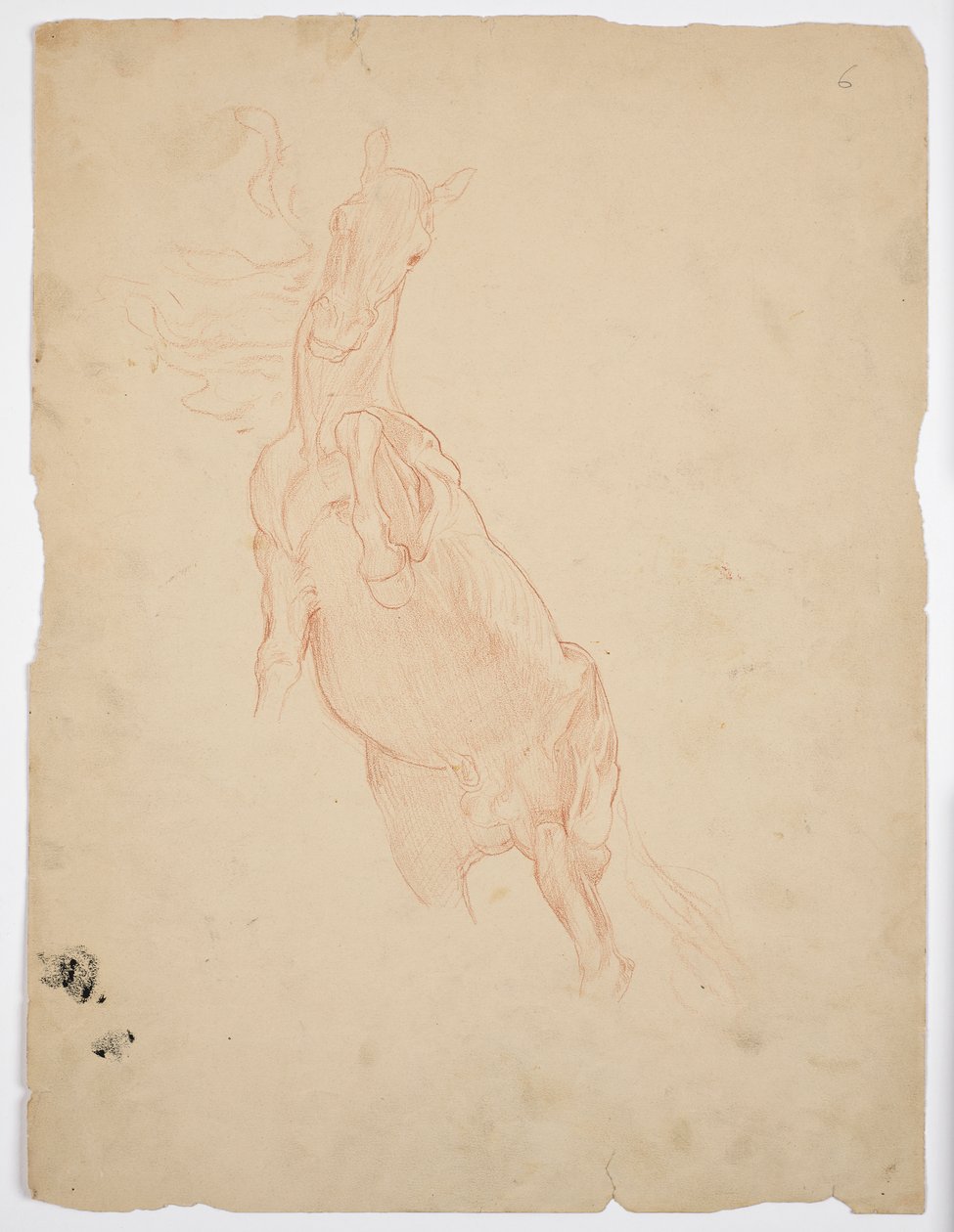 Estudos de um Cavalo em Ascensão de Franz von Matsch