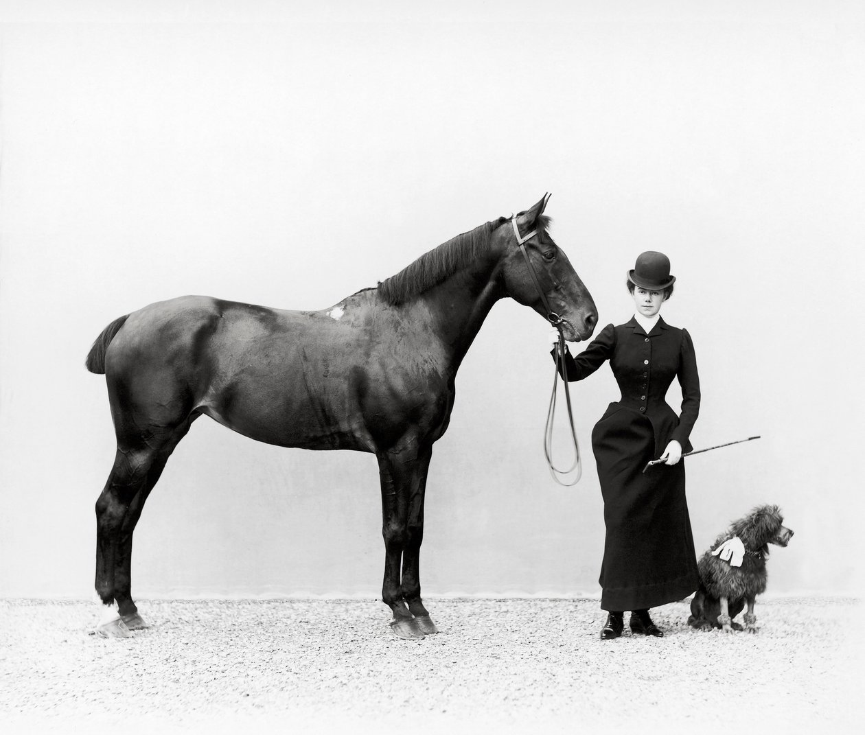 Retrato de Miss Walsh com um cavalo e uma miniatura de poodle em Villa di Montefonte, na área de Poggio Imperiale, em Florença, c.1890 (placa de vidro) de Fratelli Alinari Fratelli Alinari