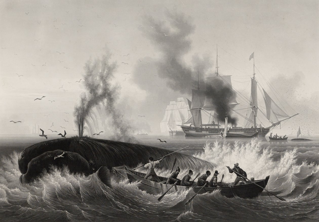 Baleia de Pesca, 1834-35 (aquatinta e gravura com gravura em papel) de Frederic Martens
