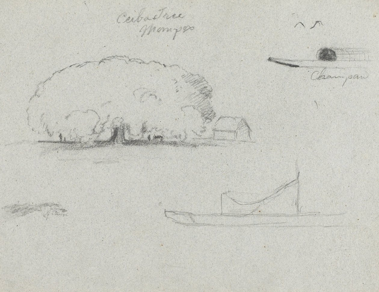 Ceiba Tree em Mompos, Champan Canoe, Árvores e um barco parcial, Rio Magdelena, Colombia de Frederic Edwin Church