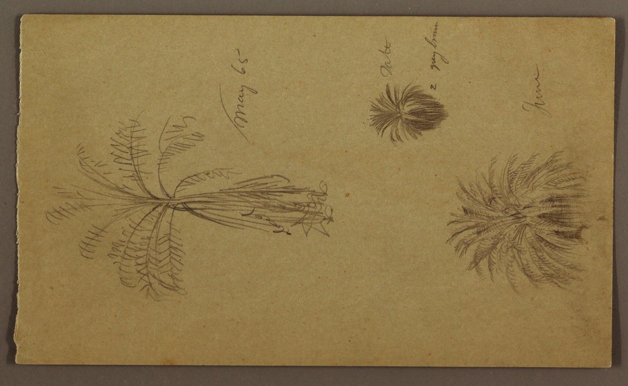 Desenho, Esboços Botânicos de Frederic Edwin Church