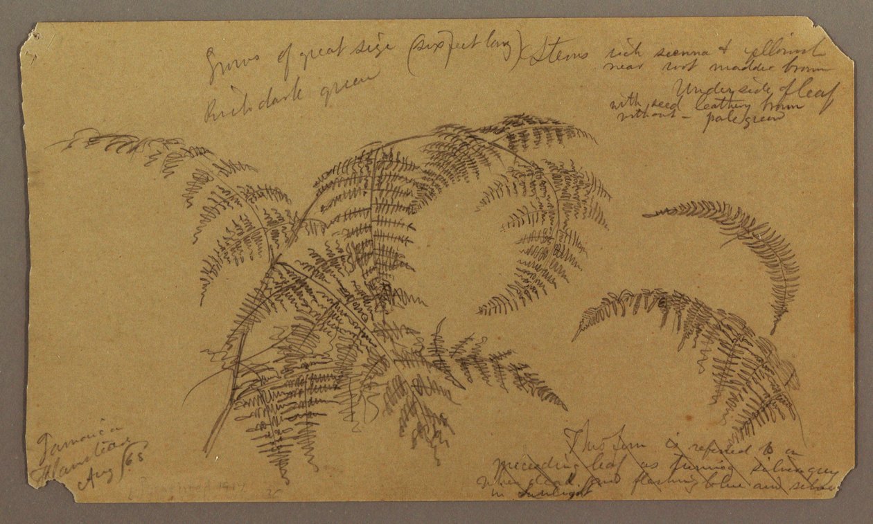 Desenho, Esboços Botânicos, Agosto 1865 de Frederic Edwin Church