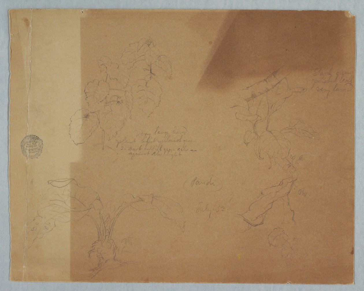 Desenho, Esboços botânicos, possivelmente Coleus, Pandi, Colômbia, julho de 1853 de Frederic Edwin Church