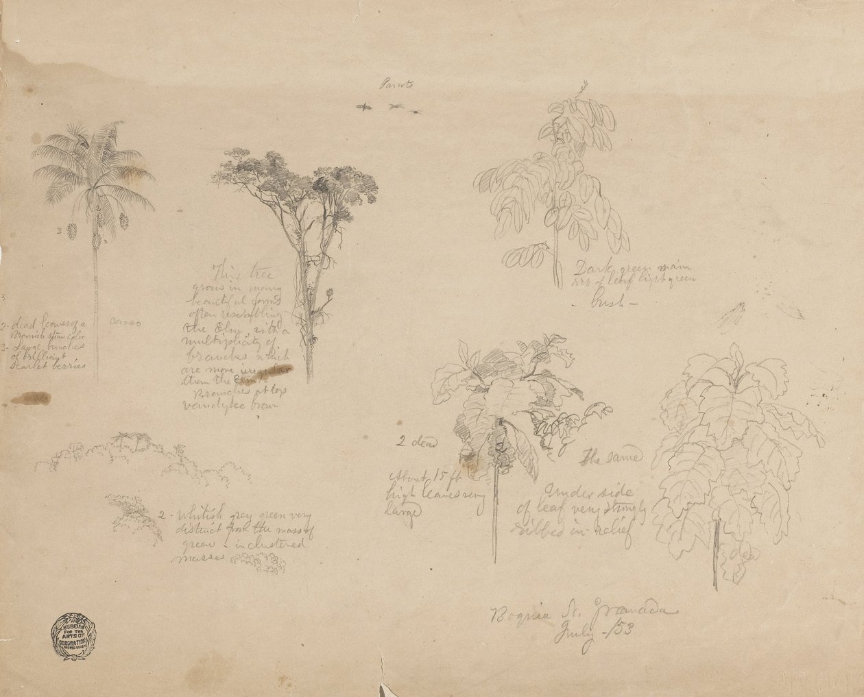Desenhando. Esboços botânicos da Colômbia. de Frederic Edwin Church