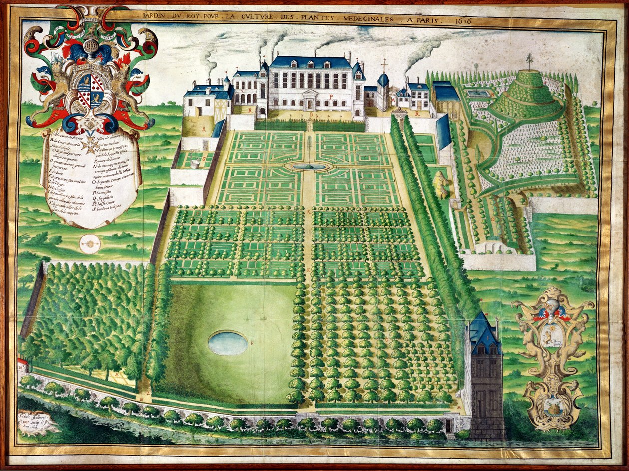 Os reis jardim de plantas medicinais, 1636 (gravura em velino) de Frederic Scalberge