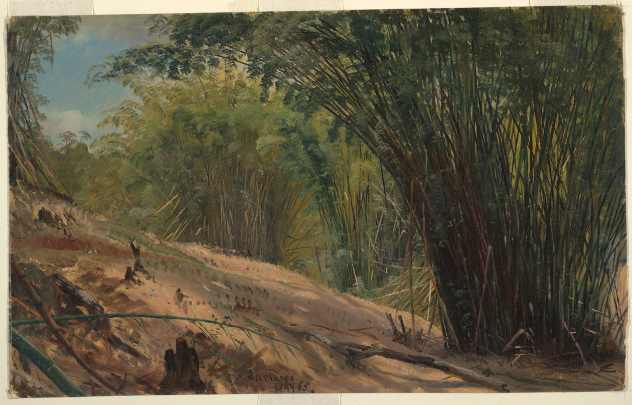 Bamboo Grove, Jamaica de Frederic Edwin Church