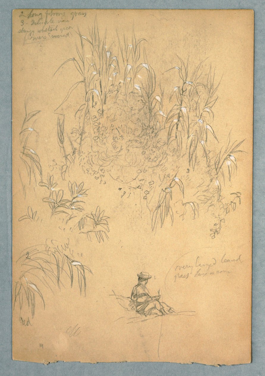 Desenho, Um estudo pormenorizado de um homem sentado e de um grupo de plantas, Equador, 1857, provavelmente maio de Frederic Edwin Church