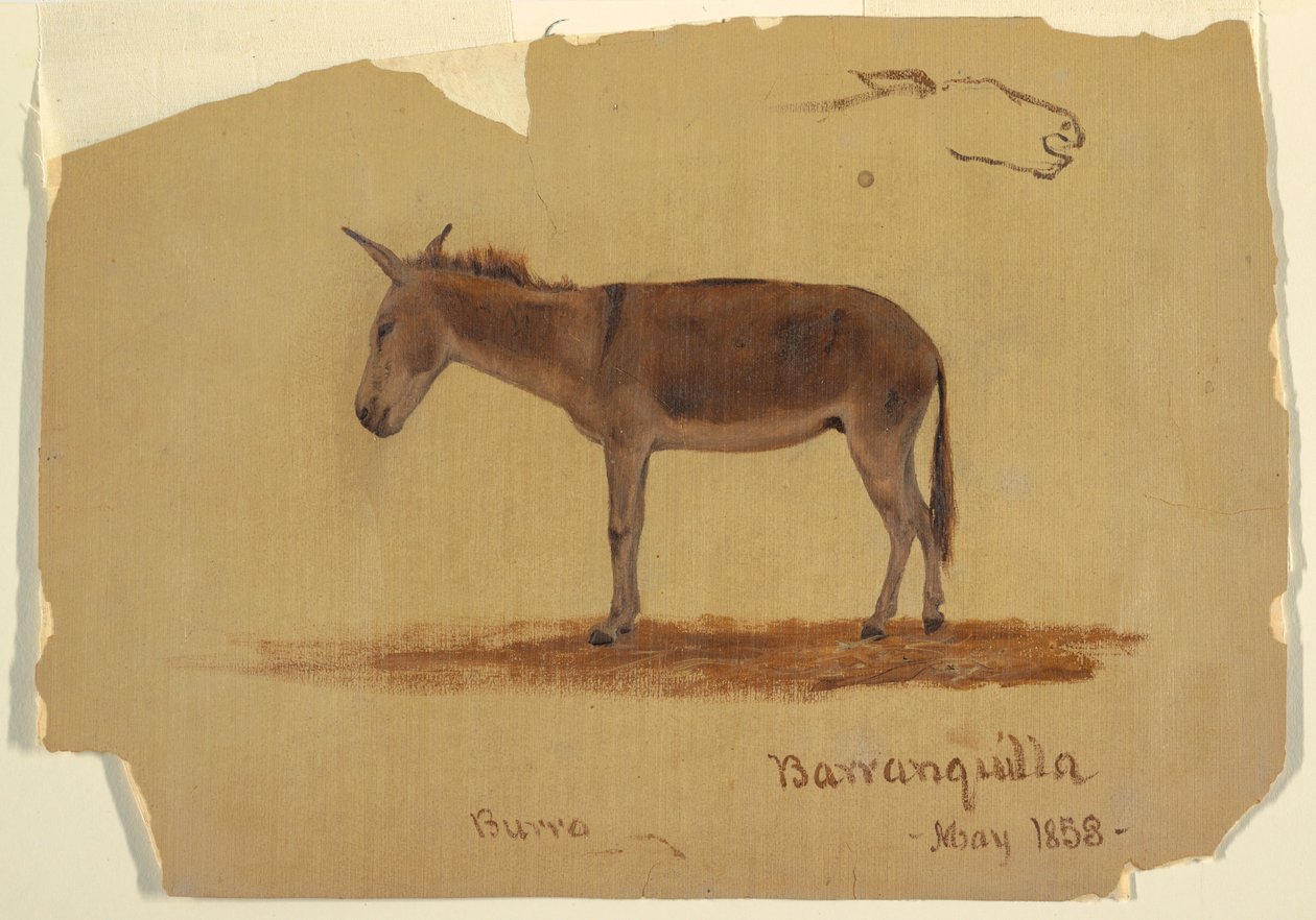 Desenho, Um burro, Baranquilla, Colômbia, maio de 1853 de Frederic Edwin Church
