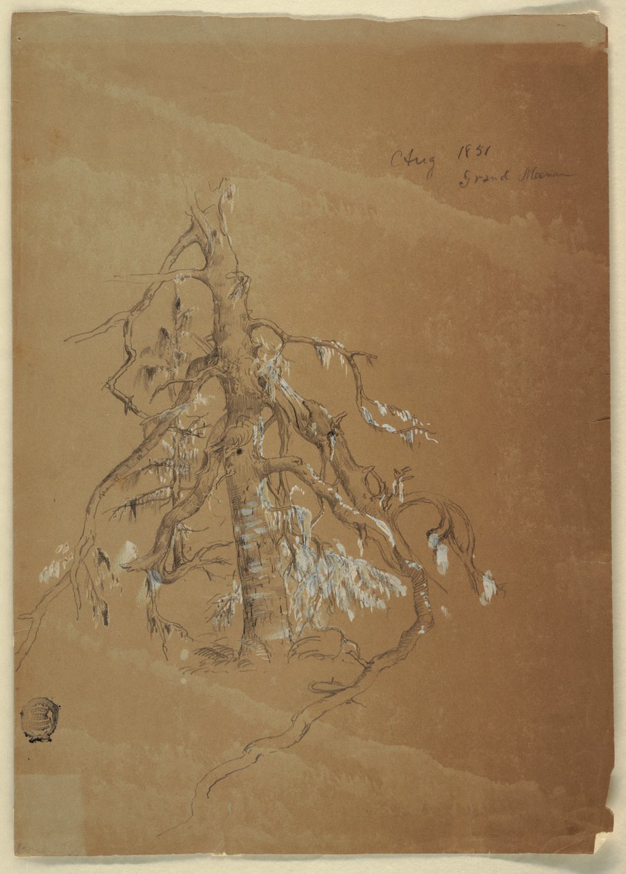 Desenho, Uma árvore perene nodosa, Grand Manan, Canadá, agosto de 1851 de Frederic Edwin Church