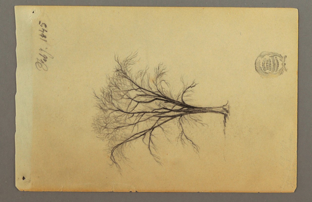 Desenho, Uma árvore sem folhas, fevereiro de 1845 de Frederic Edwin Church