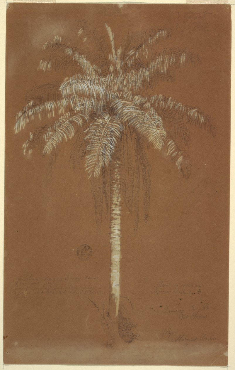 Desenho, Palmeira Abaye, Monte Salus, Jamaica, junho de 1865 de Frederic Edwin Church