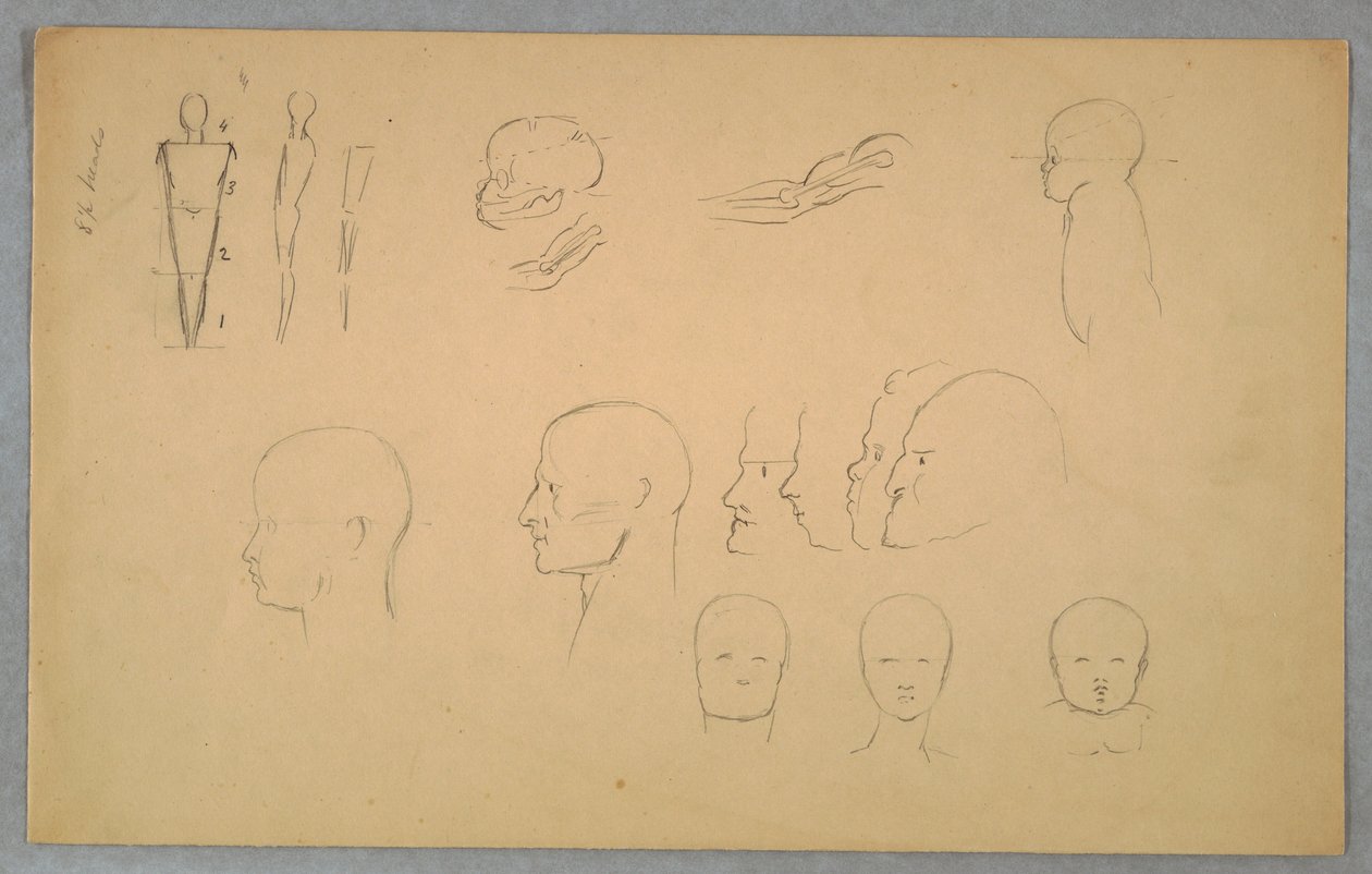 Desenho, Estudos Anatómicos, 1865-70 de Frederic Edwin Church
