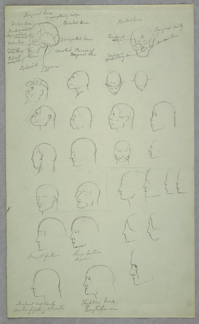 Desenho, Estudos Anatómicos, 1865-70 de Frederic Edwin Church