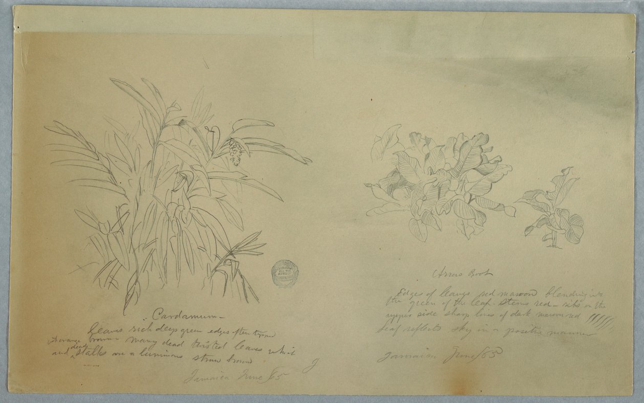 Desenho, Estudos de Araruta e Cardamomo, Jamaica, junho de 1865 de Frederic Edwin Church