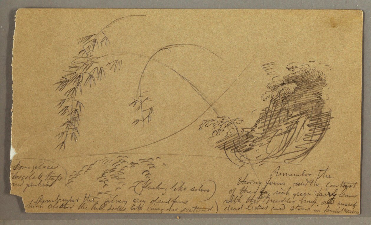 Desenho, Galhos de bambu, possivelmente 1865-66 de Frederic Edwin Church