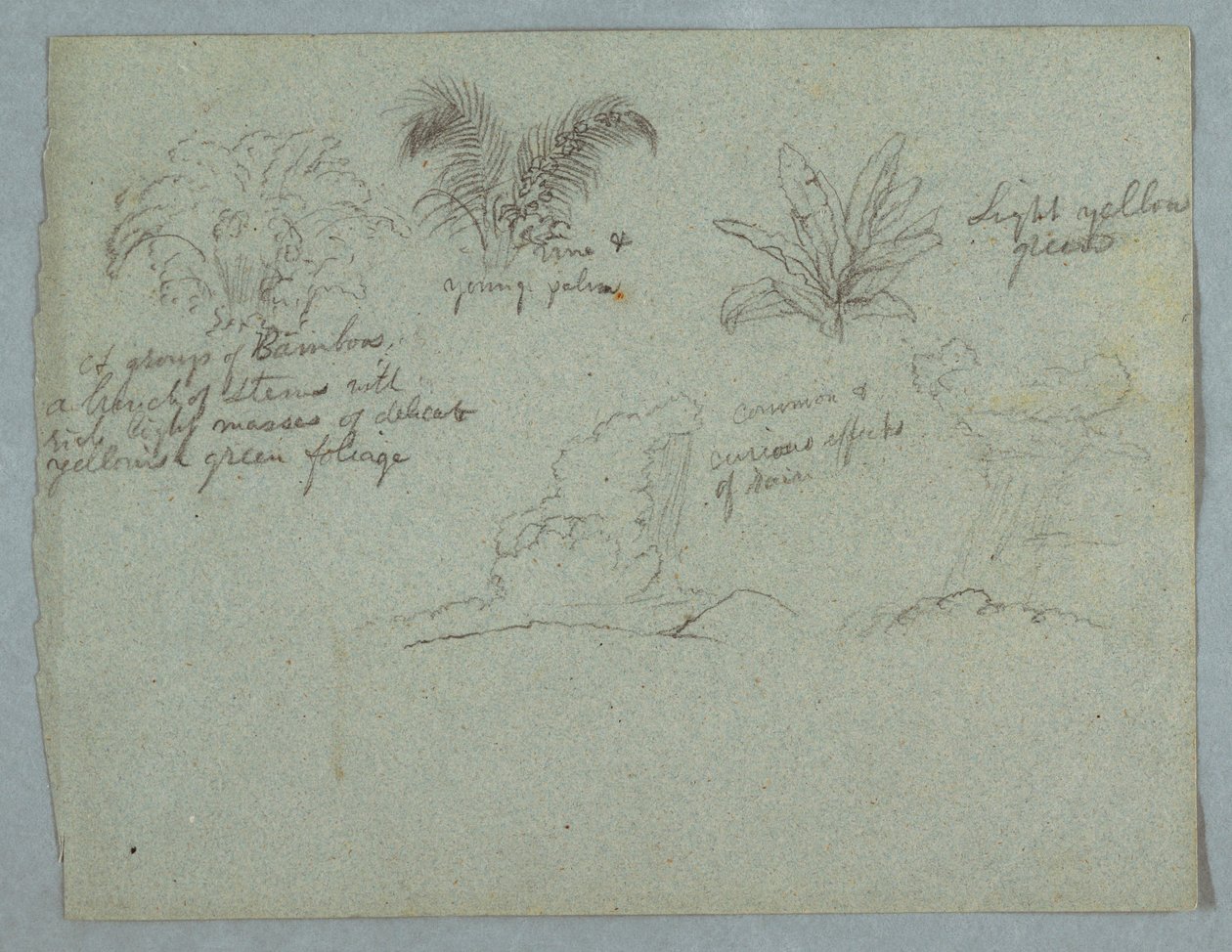 Desenho, Bambus, Videira e uma Jovem Palmeira, Planta, e Duas Cenas de Chuva Caindo de Nuvens sobre Cumes, Rio Magdalena, Colômbia, 1853, provavelmente maio de Frederic Edwin Church