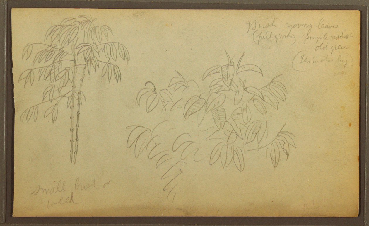 Desenho, Esboços Botânicos, 1857 de Frederic Edwin Church