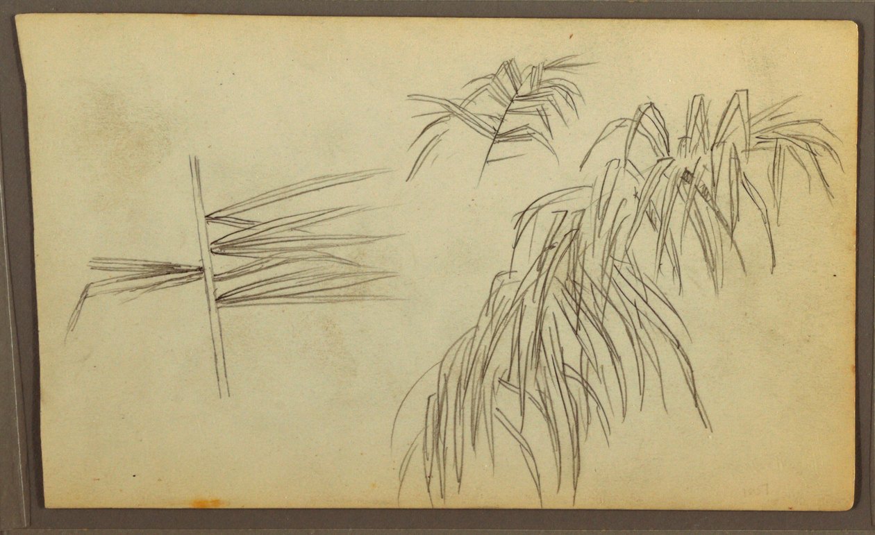 Desenho, Esboços Botânicos, 1857 de Frederic Edwin Church