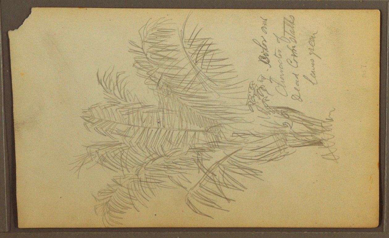 Desenho, Esboços Botânicos, 1857 de Frederic Edwin Church