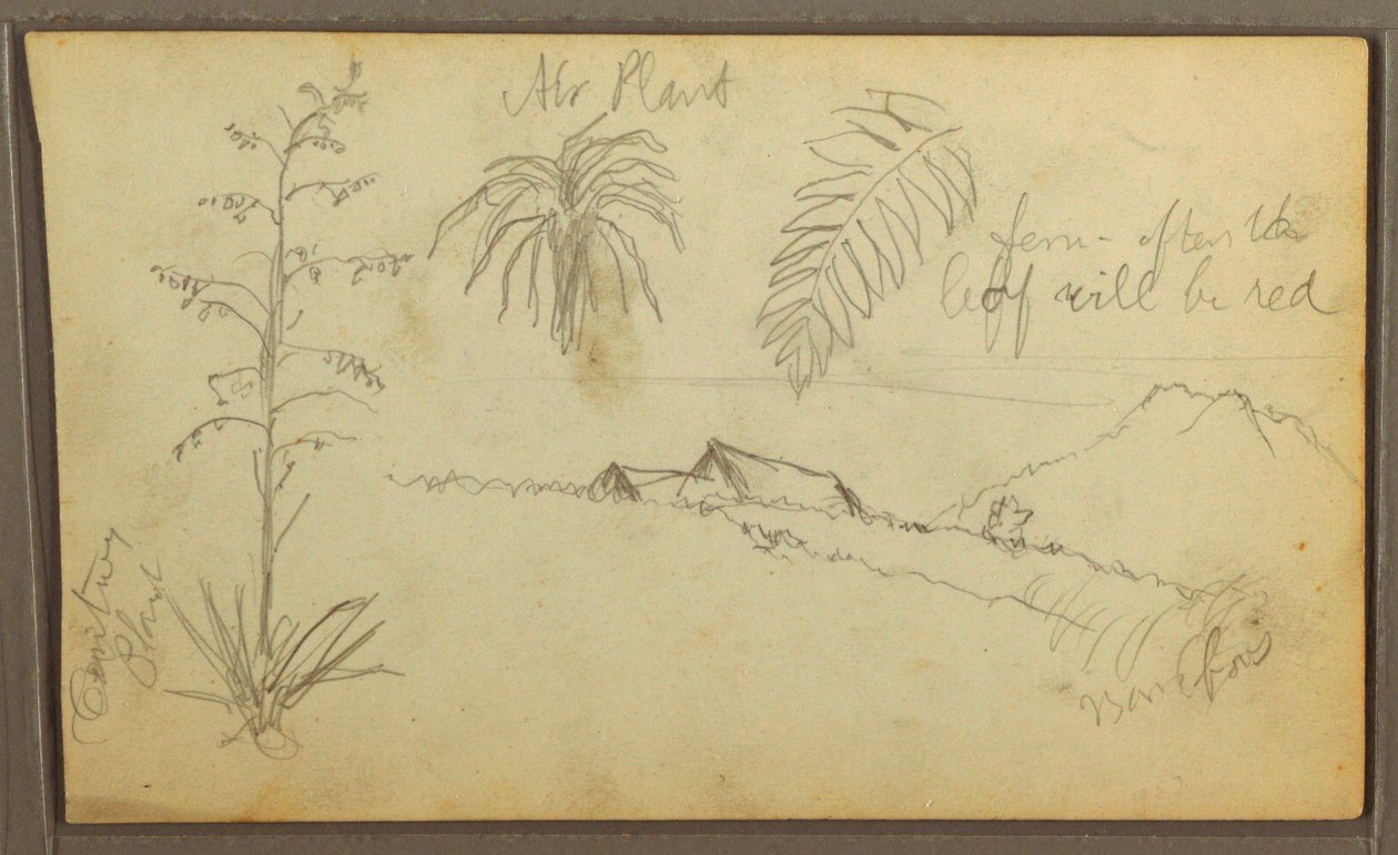 Desenho, Esboços Botânicos, 1857 de Frederic Edwin Church