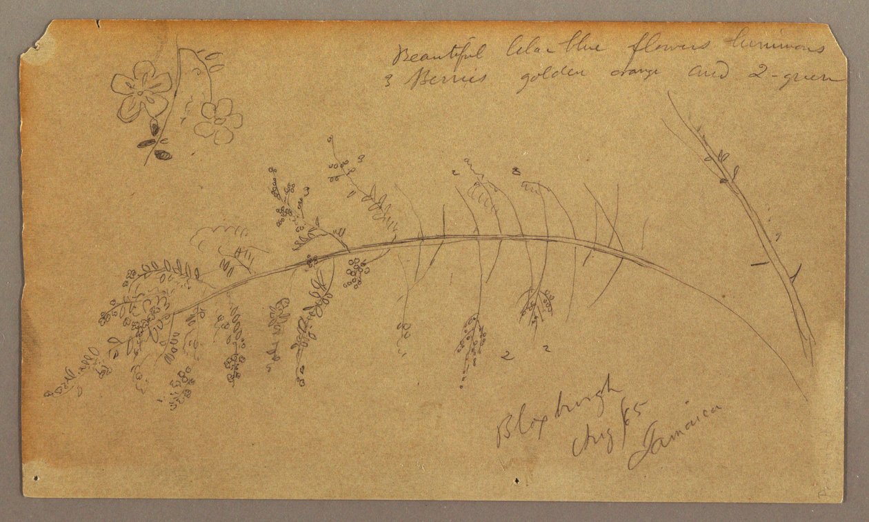 Desenho, Esboços Botânicos, agosto de 1865 de Frederic Edwin Church
