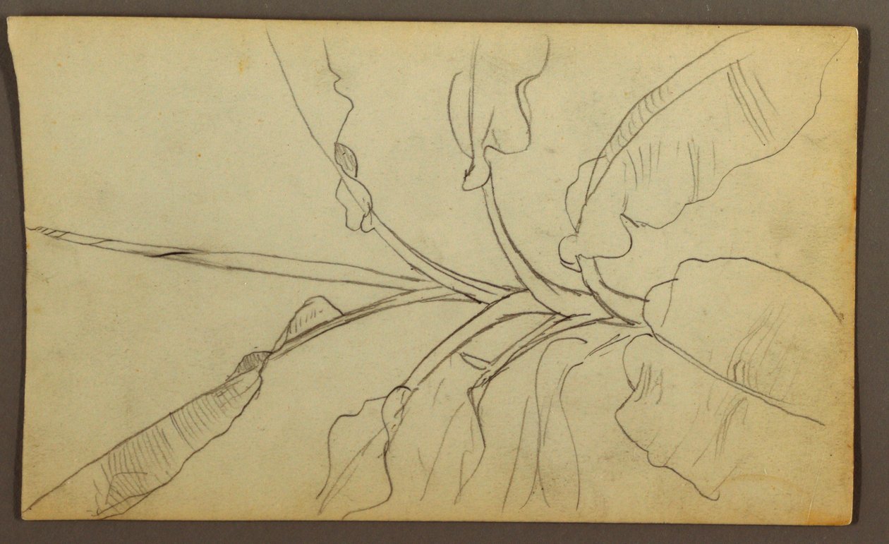 Desenho, Botanical Sketches, Ecuador, or Colombia; Verso: Botanical Sketches, 1857 de Frederic Edwin Church