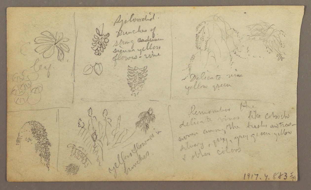Desenho, Botanical Sketches, Ecuador, or Colombia; Verso: Botanical Sketches, 1857 de Frederic Edwin Church