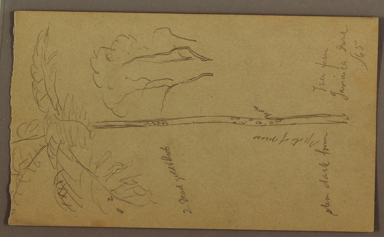 Desenho, Esboços Botânicos, junho de 1865 de Frederic Edwin Church