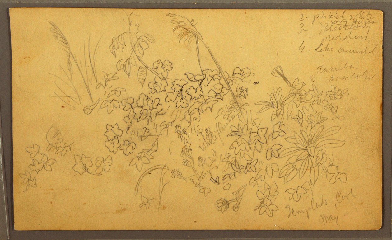 Desenho, Esboços botânicos, maio de 1857 de Frederic Edwin Church