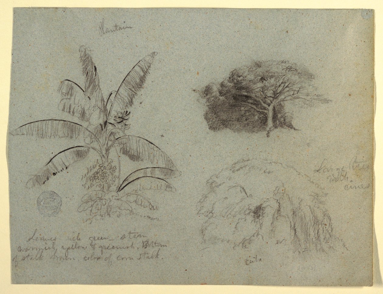 Desenho, Esboços Botânicos, América do Sul, maio de 1853  de Frederic Edwin Church