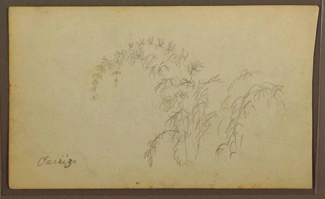 Desenho, Esboços Botânicos; Verso: Esboços Botânicos, 1857 de Frederic Edwin Church