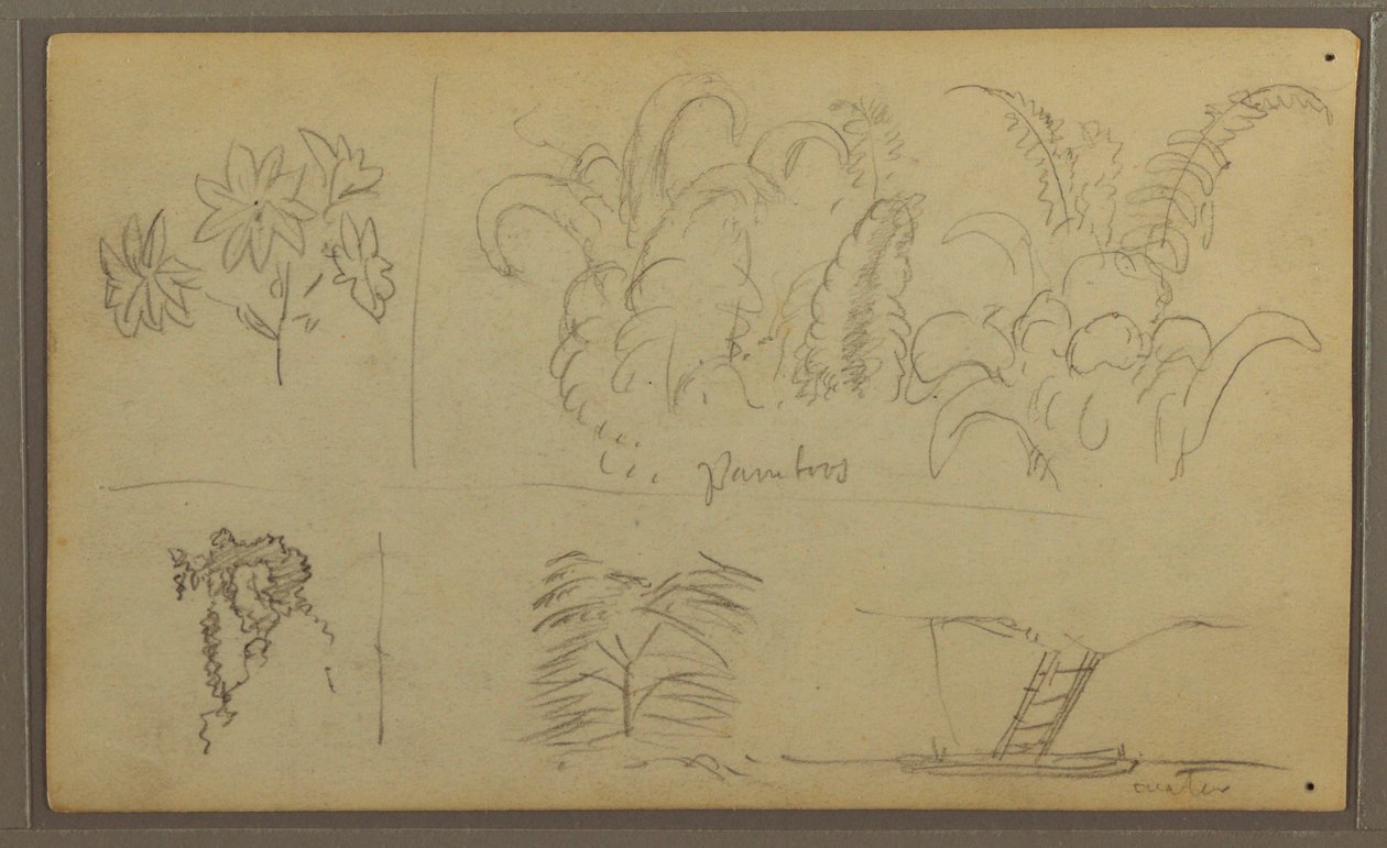Desenho, Esboços Botânicos; Verso: Lagarto, Palmeira, 1857 de Frederic Edwin Church