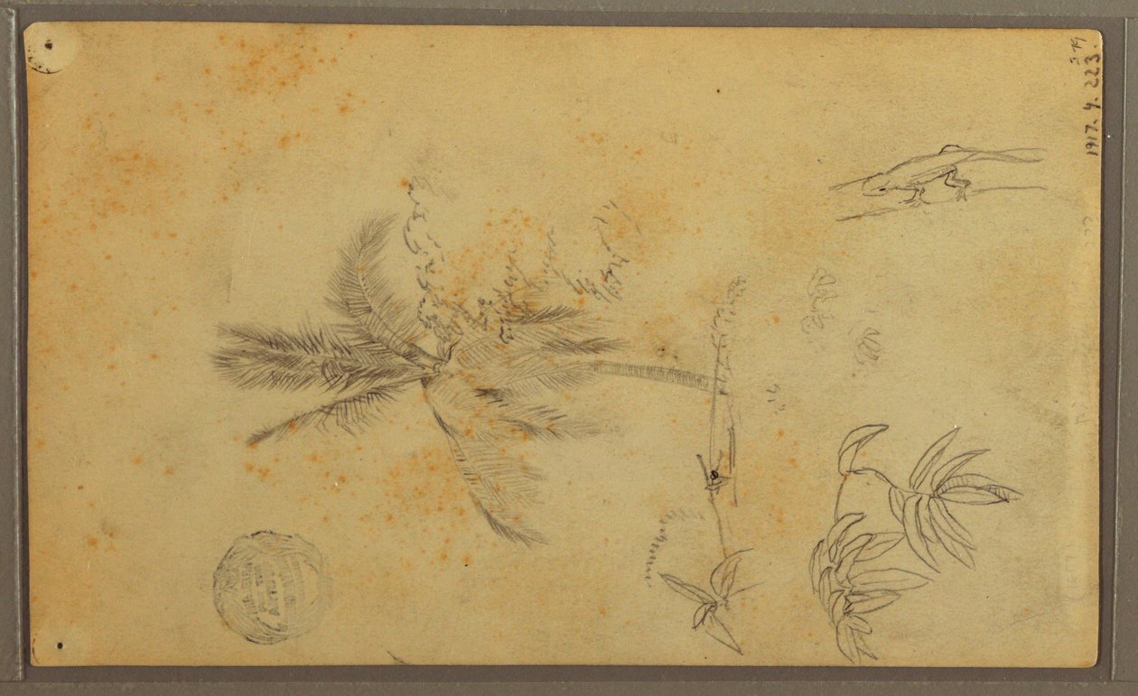 Desenho, Esboços Botânicos; Verso: Lagarto, Palmeira, 1857 de Frederic Edwin Church