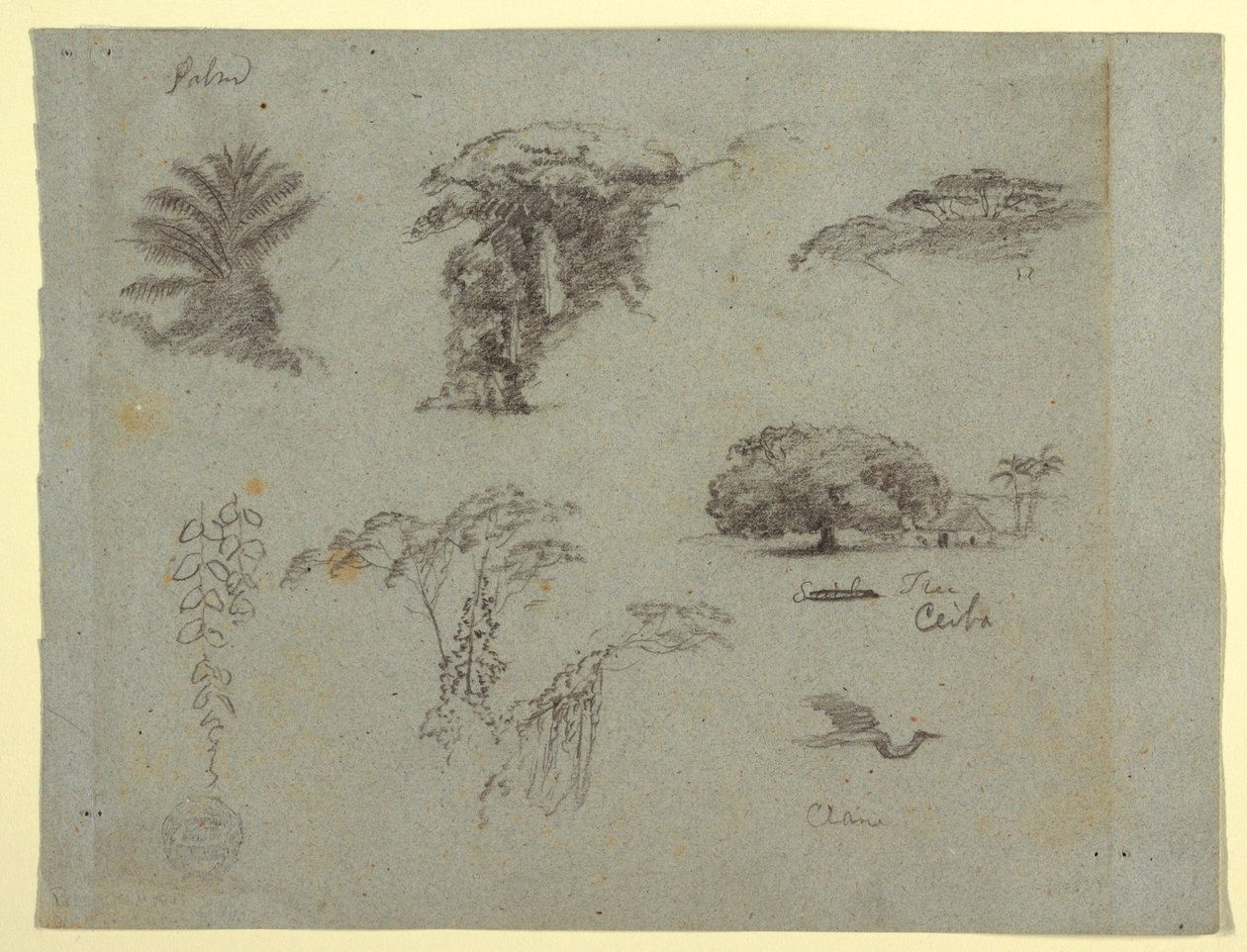 Desenho, Esboços botânicos da América do Sul: uma palmeira, grupos de árvores, galhos pendurados, uma grande árvore ao lado de uma casa e um grou voador, 1853, provavelmente maio de Frederic Edwin Church