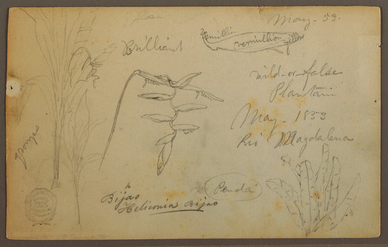 Desenho, Esboços Botânicos do Rio Magalena, Colômbia, maio de 1853 de Frederic Edwin Church