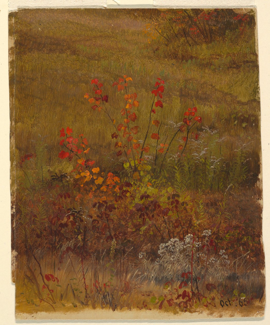 Desenho, Estudos Botânicos, outubro de 1865 de Frederic Edwin Church