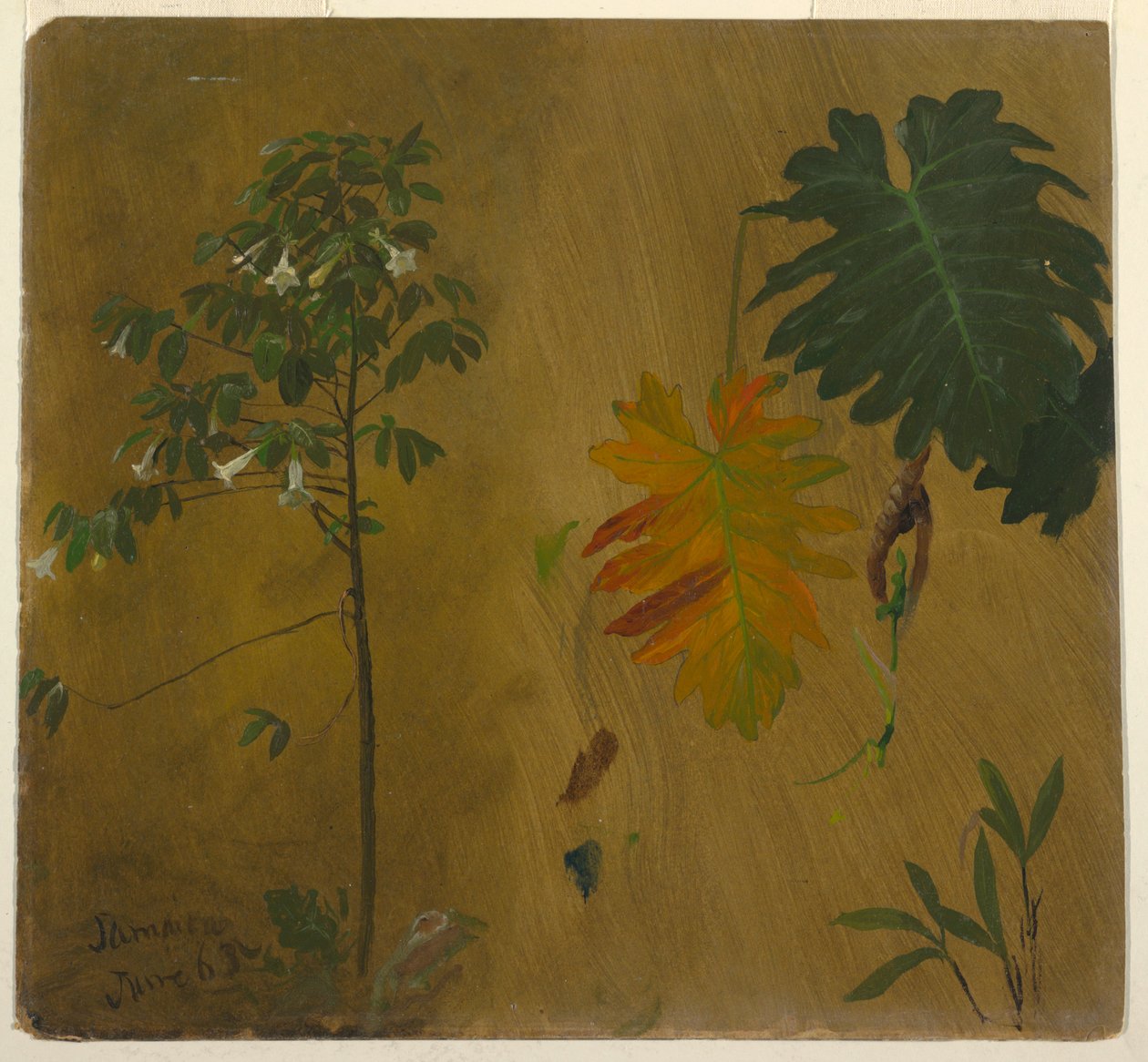 Desenho, Estudos botânicos da Jamaica, Índias Ocidentais, junho de 1865 de Frederic Edwin Church