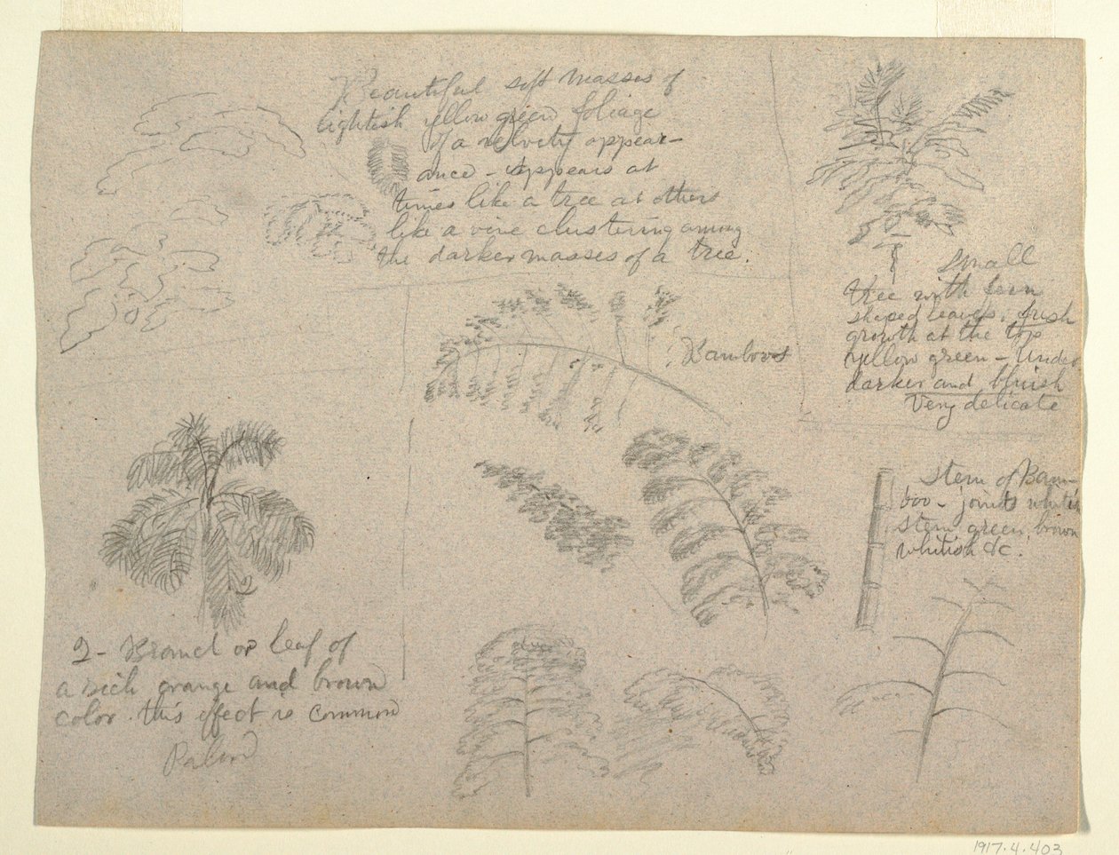 Desenho, Estudos Botânicos, visto do Rio Magdalena, Colômbia, 1853 de Frederic Edwin Church