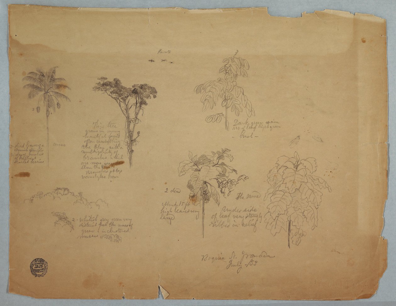 Desenho, Estudos botânicos com papagaios voadores, Boquia, Colômbia, julho de 1853 de Frederic Edwin Church