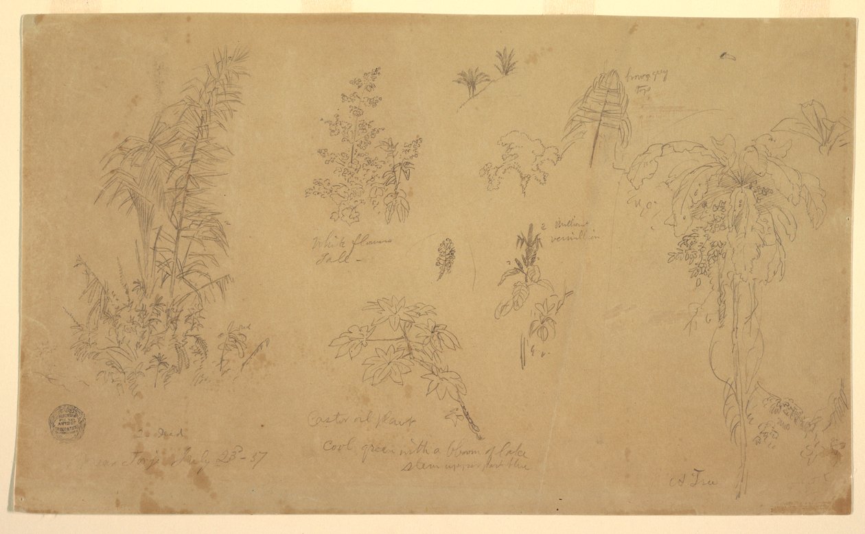 Desenho, esboços botânicos, "perto de Jorje", 23 de julho de 1857 de Frederic Edwin Church